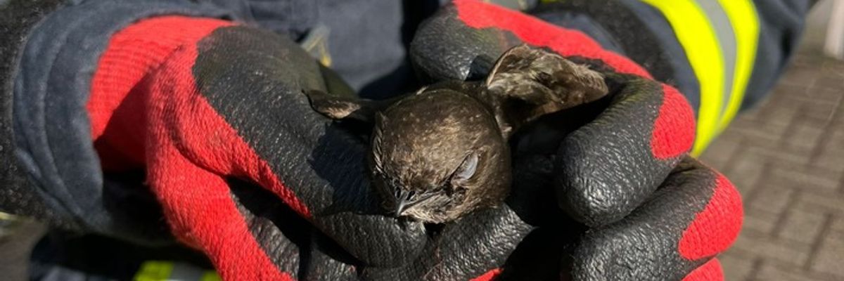 FW Celle: Vogel aus Dachrinne gerettet