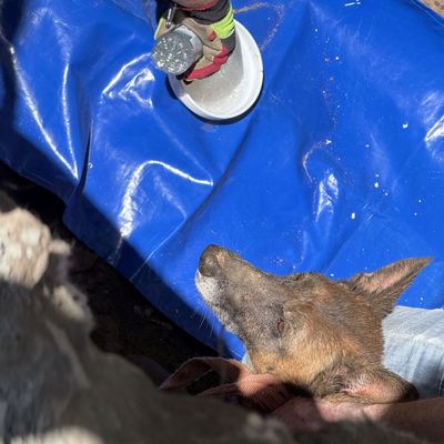 FW Dresden: Aufwändige Tierrettung gelingt - Hündin "Mara" wurde gerettet
