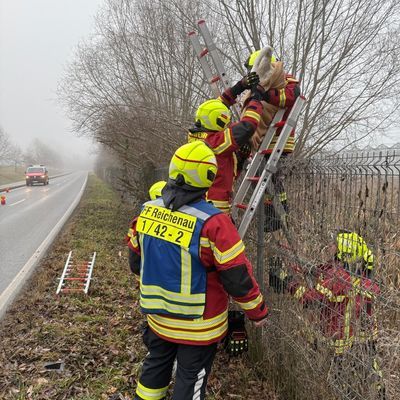 FW Reichenau: Schwan vom Bahndamm gerettet, Reichenau-Lindenbühl, 20.01.2026
