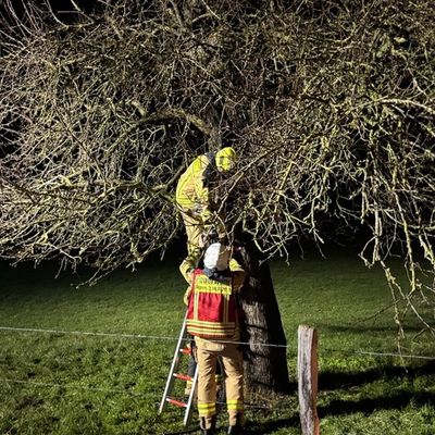 FW Alpen: Brennender Baum in der Sylvesternacht