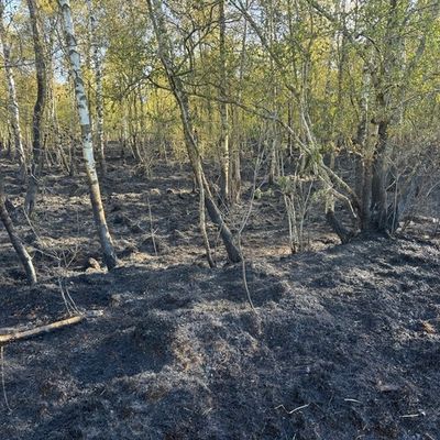 FW-SE: Einsatzkräfte bei größerem Wald- und Moorbrand gefordert
