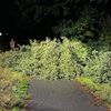 FW Hünxe: Baum blockiert Radweg