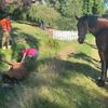 FW-OLL: Pony aus misslicher Lage befreit