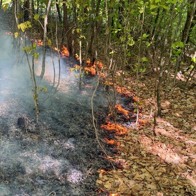 FW Stuttgart: Waldbrand auf 6.500 Quadratmetern in Stuttgart-Rohracker