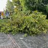 FW Alpen: umgestürzter Baum auf Gehweg