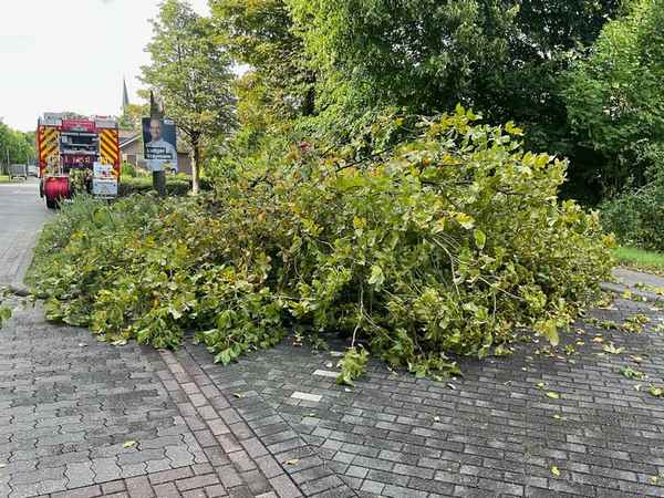 FW Alpen: umgestürzter Baum auf Gehweg