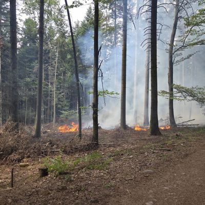 KFV-CW: Waldfläche in Brand / Feuerwehr verhindert Ausbreitung