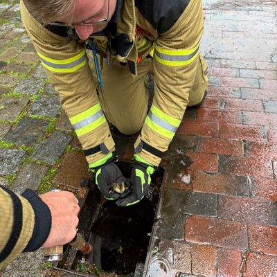 FW Osterholz-Scharm.: Feuerwehr rettet Entenküken