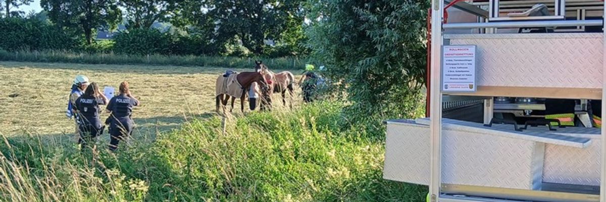 FW Rheurdt: Pferd "Donoven" stürzt in Graben - und rettet sich im Beisein der Feuerwehr selbst
