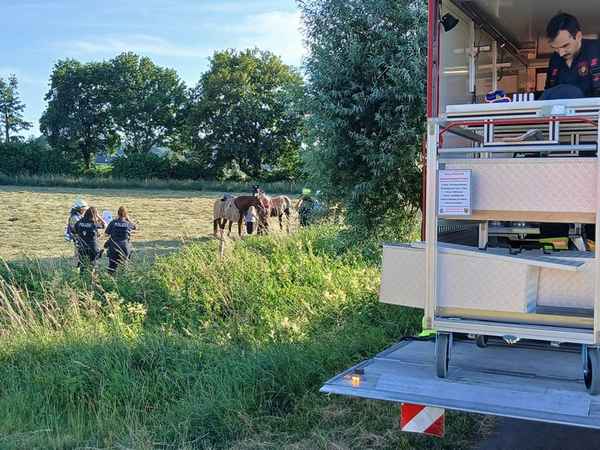 FW Rheurdt: Pferd "Donoven" stürzt in Graben - und rettet sich im Beisein der Feuerwehr selbst