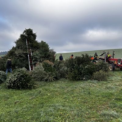 FW Weinheim: Jugendfeuerwehr Weinheim sammelt wieder ausgediente Christbäume ein