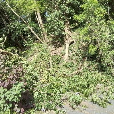 FW Weinheim: Baum stürzt teilweise auf Hütte und blckierte den Weg