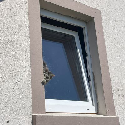 FW Lage: TH0/Tier klein: Katze klemmt im gekippten Fenster - 10.05.2025 - 11:27 Uhr