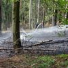 KFV-CW: Waldfläche in Brand / Feuerwehr verhindert Ausbreitung