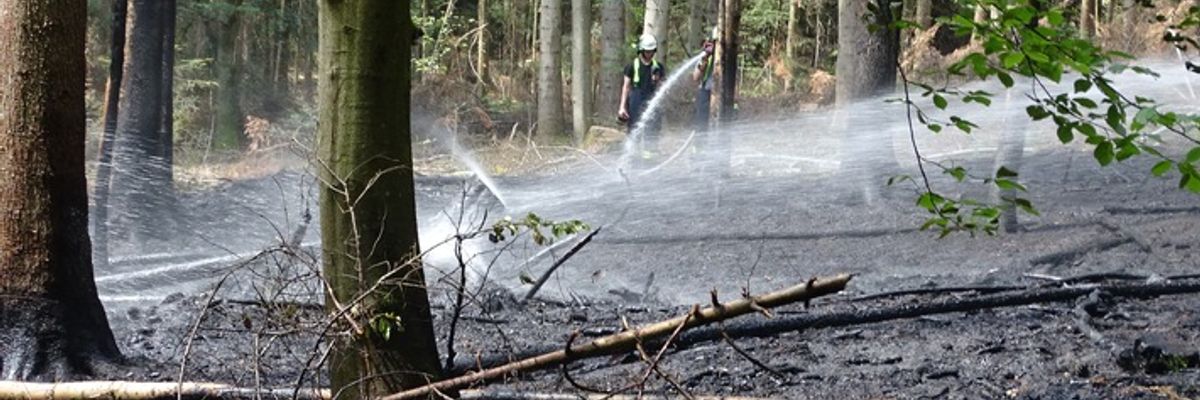 KFV-CW: Waldfläche in Brand / Feuerwehr verhindert Ausbreitung