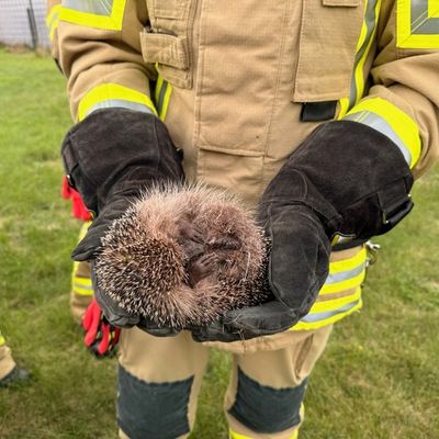 FW Alpen: Igel aus misslicher Lage befreit