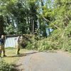 FW Weinheim: Baum stürzt teilweise auf Hütte und blckierte den Weg