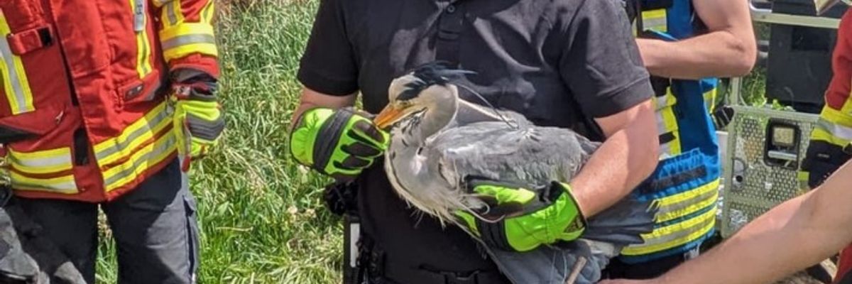 FW Stockach: Tierrettung