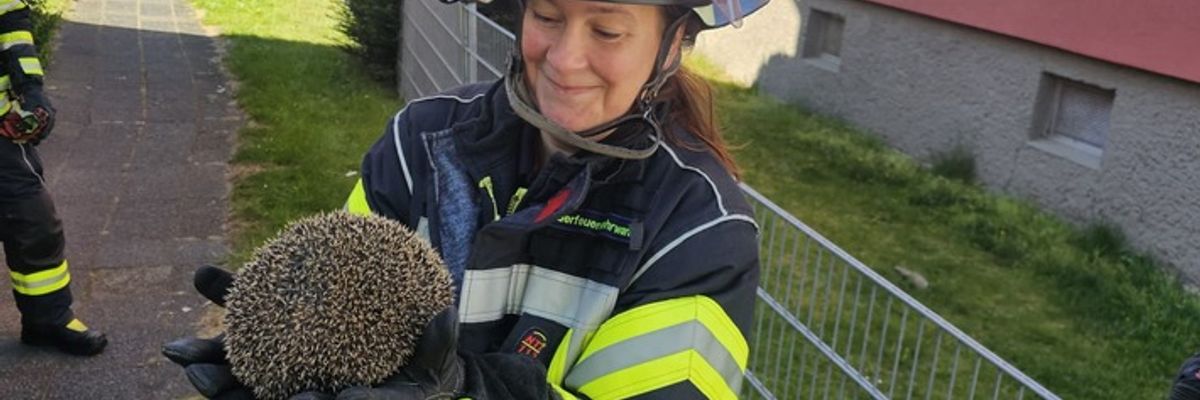 FW Celle: Igel aus misslicher Lage befreit