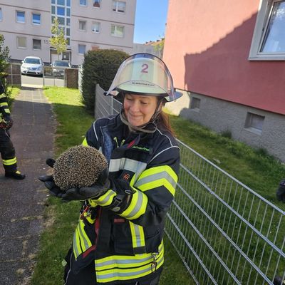 FW Celle: Igel aus misslicher Lage befreit