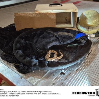 FW-M: Täuschend echte "Giftschlange" im Münchner Süden (Untergiesing-Harlaching)