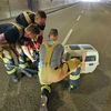 FW Stuttgart: Entenfamilie von Feuerwehr gerettet
