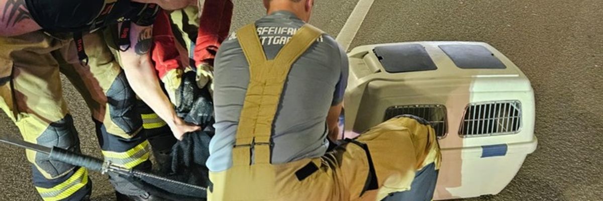 FW Stuttgart: Entenfamilie von Feuerwehr gerettet