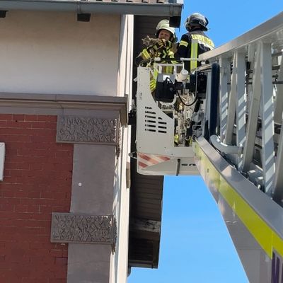 FW Lage: TH0/Tier klein: Katze klemmt im gekippten Fenster - 10.05.2025 - 11:27 Uhr