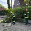 FW-AUR: Baumkrone droht niederzustürzen