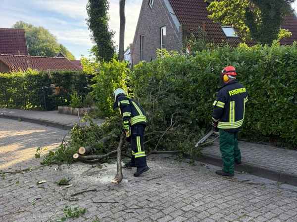 FW-AUR: Baumkrone droht niederzustürzen