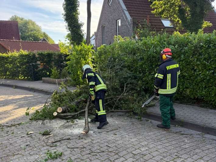 FW-AUR: Baumkrone droht niederzustürzen
