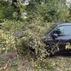 FW Weinheim: Autofahrerin hatte Glück im Unglück-Baum trifft Fahrzeug während der Fahrt