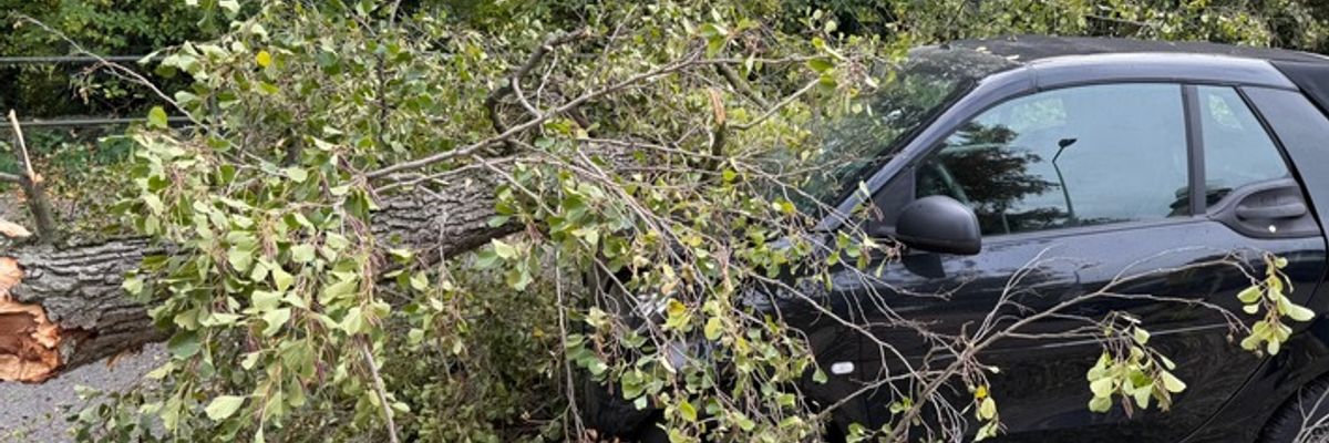 FW Weinheim: Autofahrerin hatte Glück im Unglück-Baum trifft Fahrzeug während der Fahrt