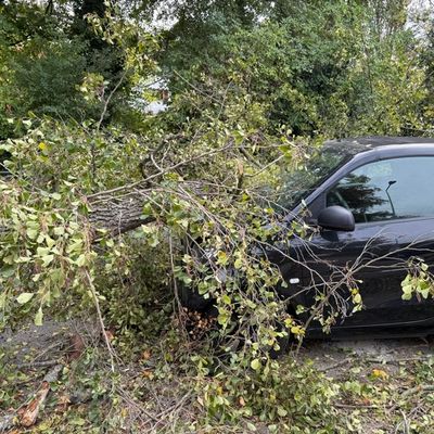 FW Weinheim: Autofahrerin hatte Glück im Unglück-Baum trifft Fahrzeug während der Fahrt