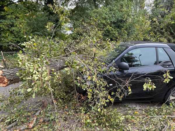 FW Weinheim: Autofahrerin hatte Glück im Unglück-Baum trifft Fahrzeug während der Fahrt