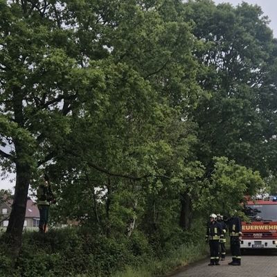 FW-AUR: Größerer Ast droht auf Fahrbahn zu stürzen