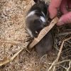 FW-M: Hamsterdame in Not (Bogenhausen)