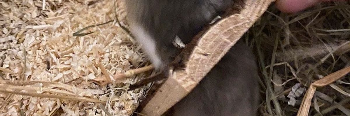 FW-M: Hamsterdame in Not (Bogenhausen)