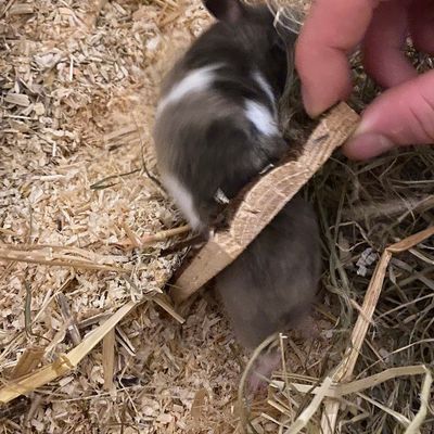 FW-M: Hamsterdame in Not (Bogenhausen)
