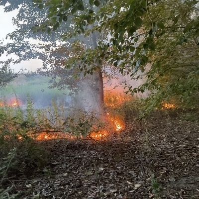 FW-DO: Vegetationsbrand im Bereich der Brackeler Straße