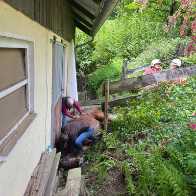 FW-Velbert: Pferd aus misslicher Lage befreit