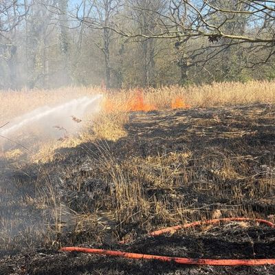 FW-DO: Vegetationsbrand in Naherholungsgebiet Kurler Busch