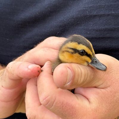 Feuerwehr MTK: Drei Einsätze an einem Tag: Gebäudebrand, Tierrettung und Aufzugsrettung