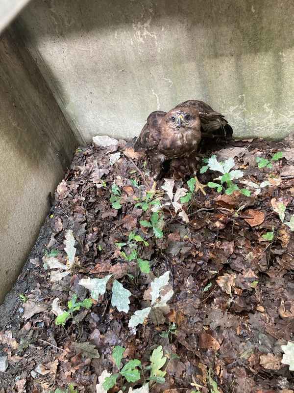 FW-F: Adlerblick und Teamgeist: Feuerwehr Frankfurt rettet Bussard "Hugo" aus misslicher Lage