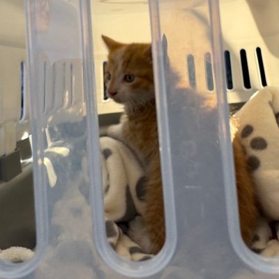 FW-AUR: Katze aus Motorraum befreit