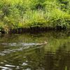 FW-AUR: Erfolgreiche Tierrettung aus Wasserlauf