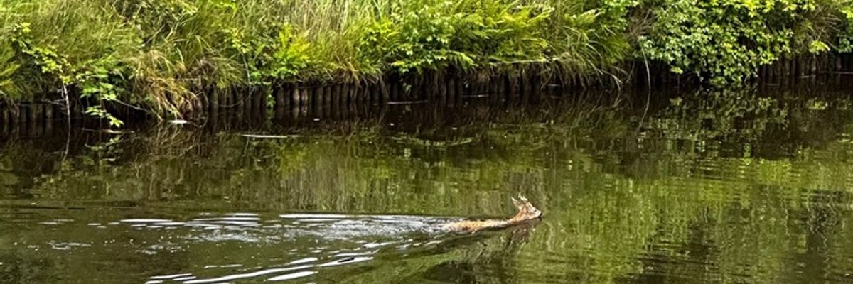FW-AUR: Erfolgreiche Tierrettung aus Wasserlauf