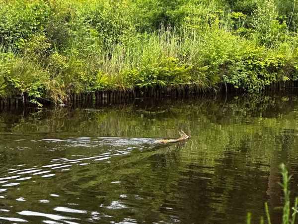 FW-AUR: Erfolgreiche Tierrettung aus Wasserlauf
