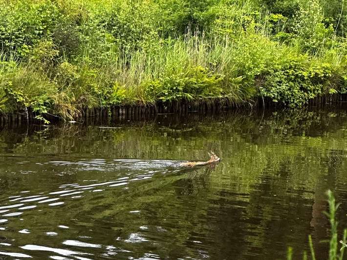 FW-AUR: Erfolgreiche Tierrettung aus Wasserlauf