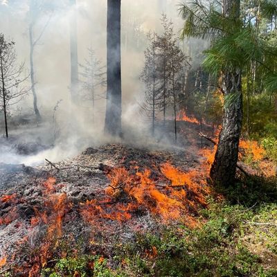 FW Südheide: 3500m² Waldboden brennen in Unterlüß